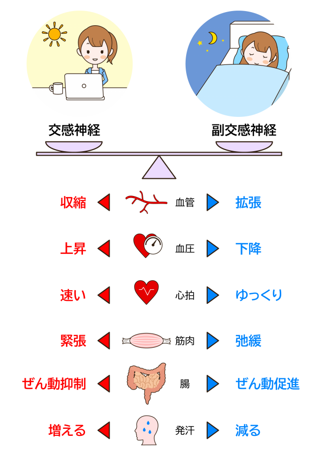 自律神経説明